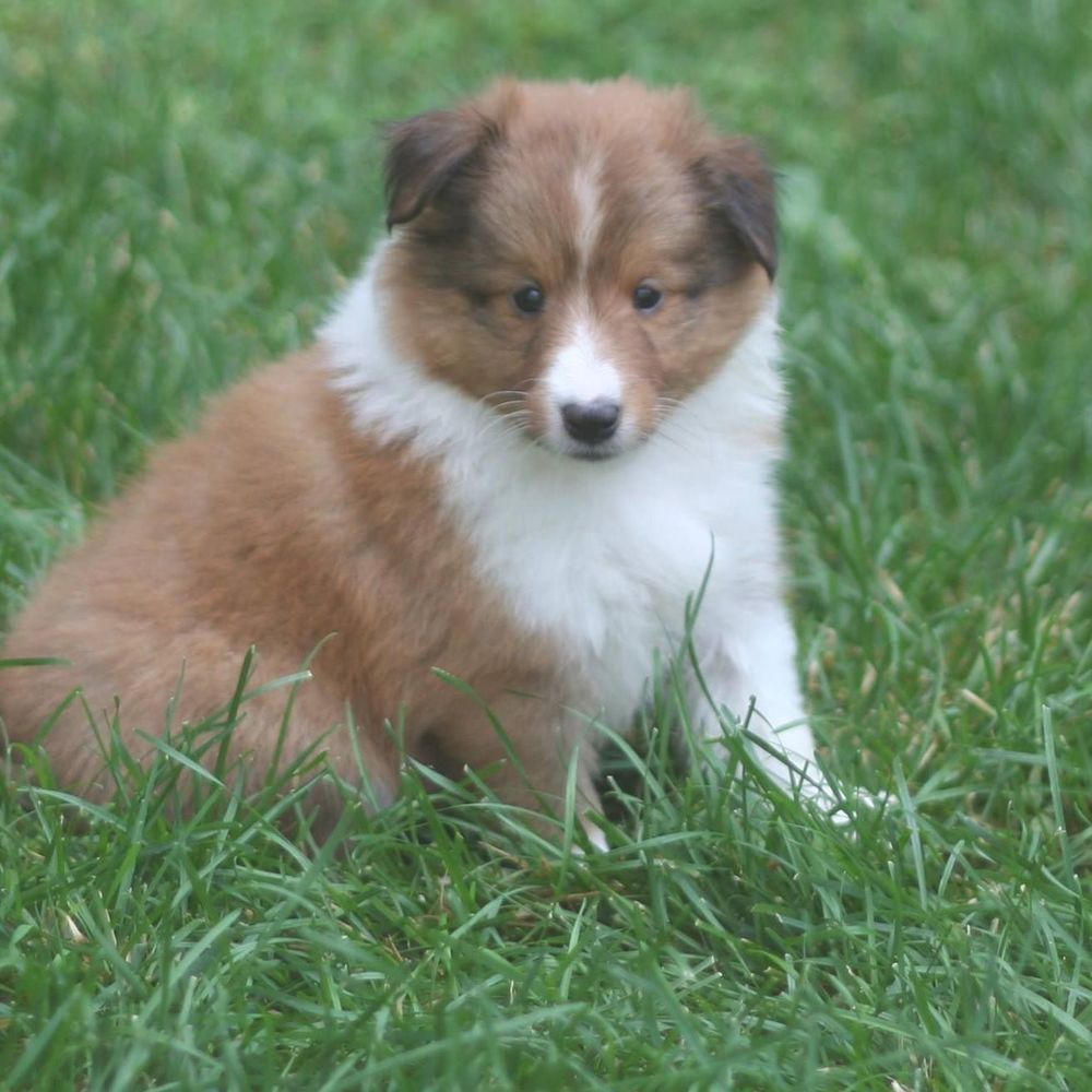 Meet your Posher, Lindy